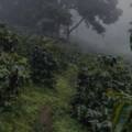 Café del Huila: el sabor de un territorio privilegiado